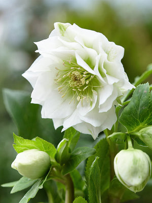 Hellébore fétide (Helleborus 'Double Crown')