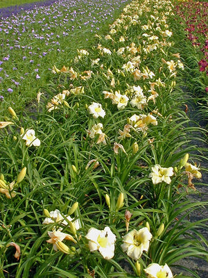 Hémérocalle (Hemerocallis 'Arctic Snow')