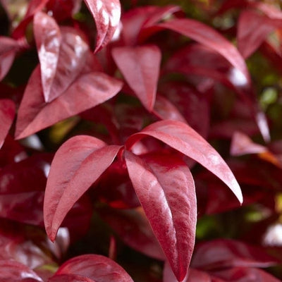 Bambou céleste (Nandina domestica Blush Pink)