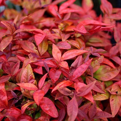 Bambou céleste (Nandina domestica Blush Pink)