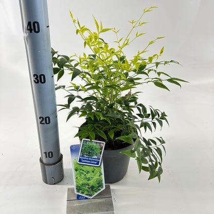 Hemelse bamboe (Nandina domestica Lemon & Lime ) - Groenblijvende struiken