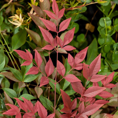 Bambou céleste (Nandina domestica Obsessed)