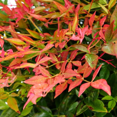 Bambou céleste (Nandina domestica 'Gulfstream')
