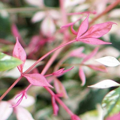 Bambou céleste (Nandina domestica 'Twilight')