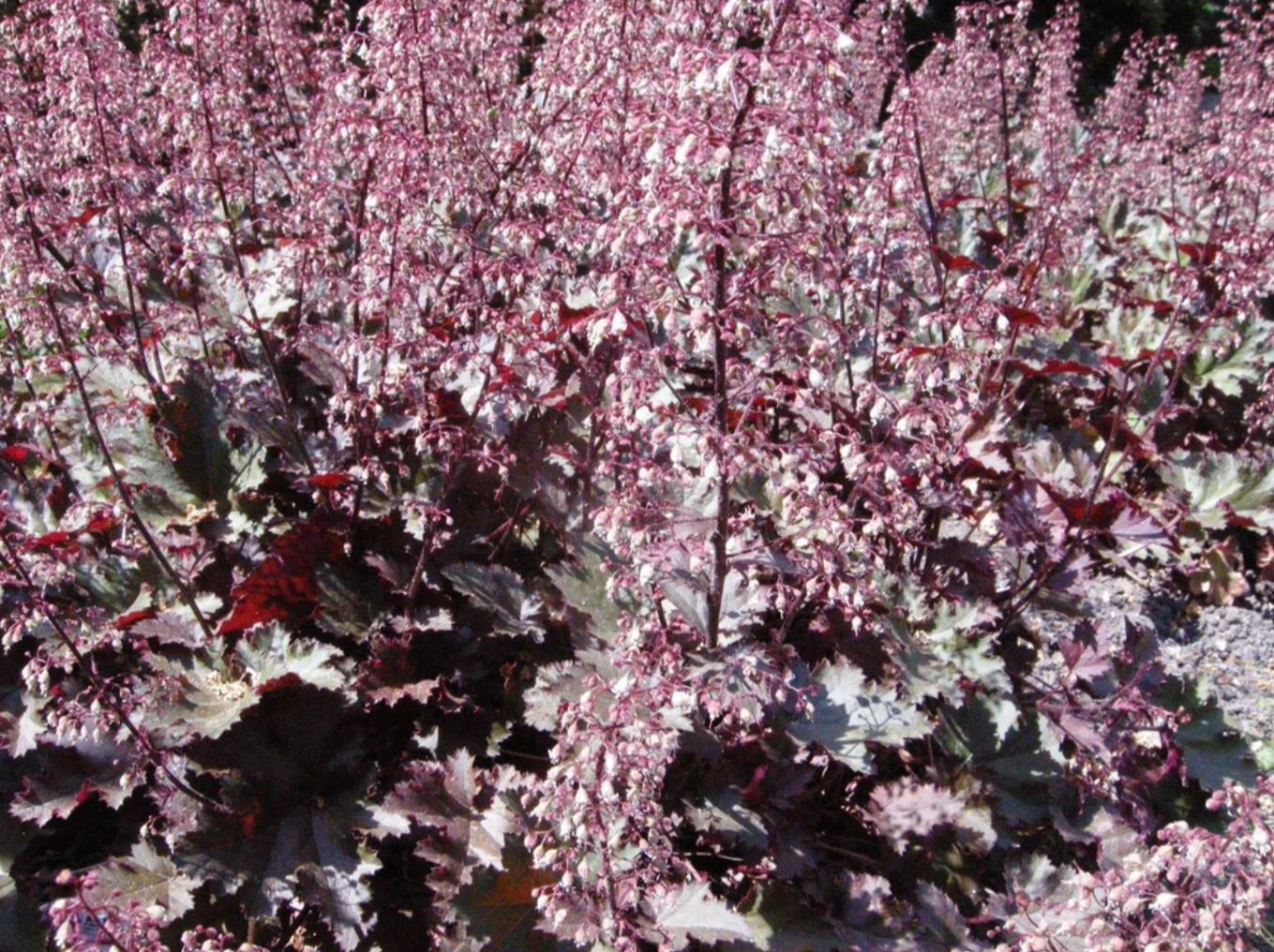 Borderpakket kleurrijke mix (3,5m2) - Tuinplanten