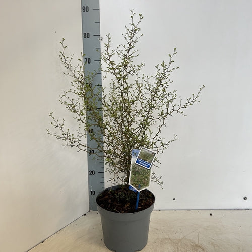 Honingboom (Sophora prostata ‘Little Baby’) - Heesters