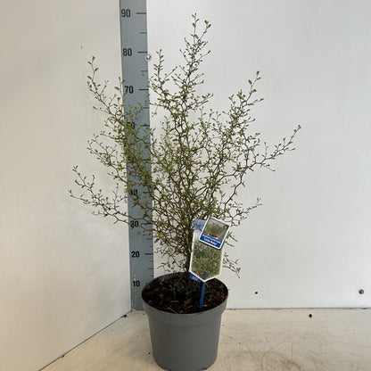 Honingboom (Sophora prostata ‘Little Baby’) - Heesters
