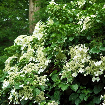 Hortensia (Hydrangea anomala petiolaris)