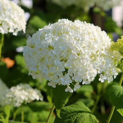 Hortensia (Hydrangea arborescens 'Annabelle')