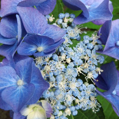 Hortensia (Hydrangea macrophylla 'Blaumeise' (Teller Blue)) - Hortensia