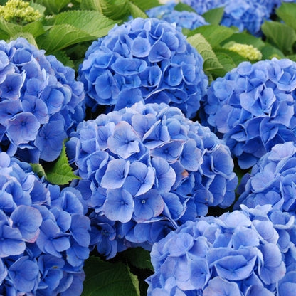 Hortensia (Hydrangea macrophylla ‘Bodensee’ ) - Hortensia