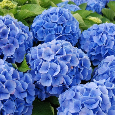 Hortensia (Hydrangea macrophylla 'Bodensee')