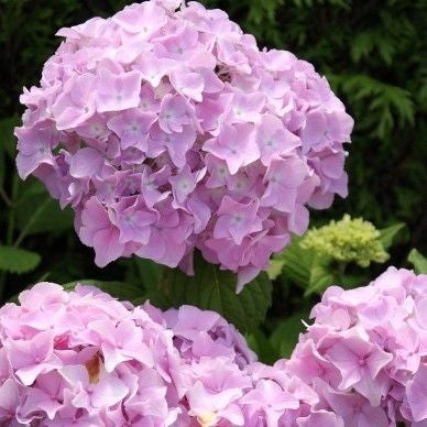 Hortensia (Hydrangea macrophylla 'Bouquet Rosé')
