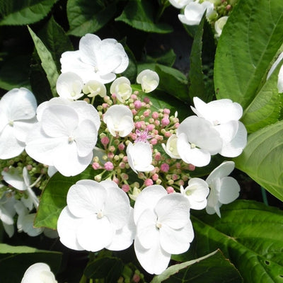 Hortensia (Hydrangea macrophylla 'Dragonfly' (Teller White))