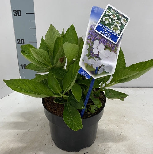 Hortensia (Hydrangea macrophylla 'Libelle' (Teller White)) - Hortensia