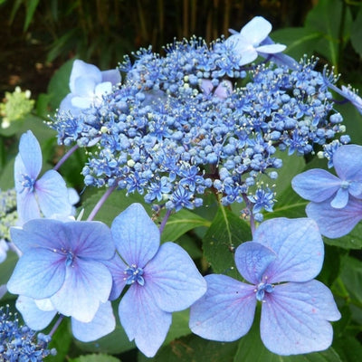 Hortensia (Hydrangea macrophylla 'Mariesii Perfecta' (« Blue Wave »))