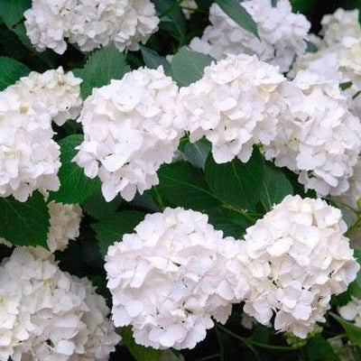 Hortensia (Hydrangea macrophylla 'Mme Emile Mouillere' )