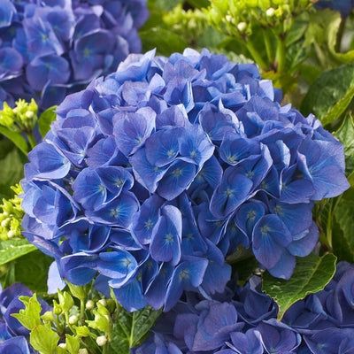 Hortensia (Hydrangea macrophylla 'Renate Steiniger')