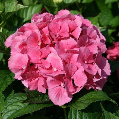 Hortensia (Hydrangea macrophylla 'Sibilla' (