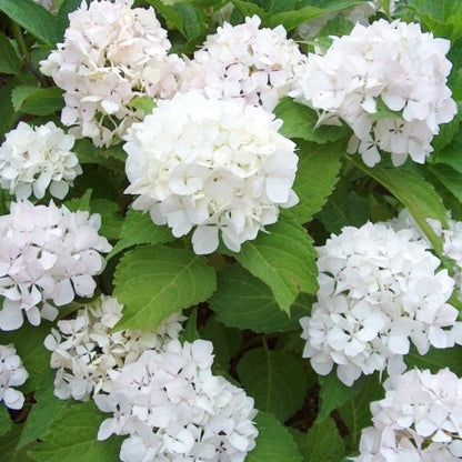 Hortensia (Hydrangea macrophylla 'Soeur Therese’ ) - Hortensia