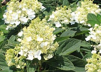 Hortensia (Hydrangea paniculata Baby Lace)