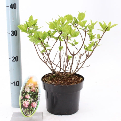 Hortensia (Hydrangea paniculata Baby Lace) - Hortensia