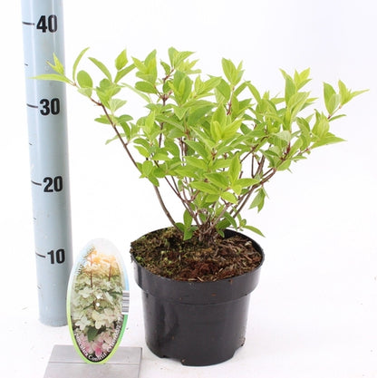 Hortensia (Hydrangea paniculata Confetti) - Hortensia