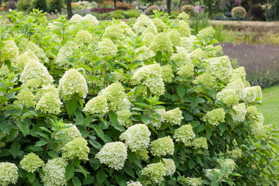 Hortensia (Hydrangea paniculata 'Limelight'® PBR)