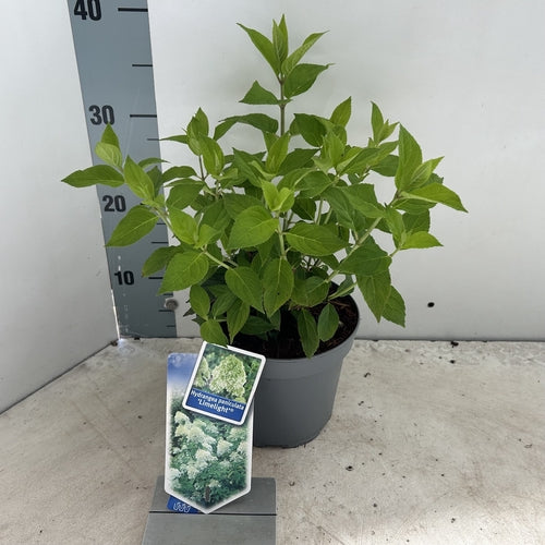 Hortensia (Hydrangea paniculata ‘Limelight’® PBR) - Hortensia