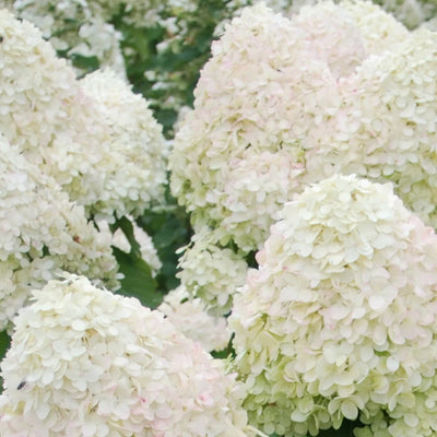 Hortensia (Hydrangea paniculata 'Phantom')