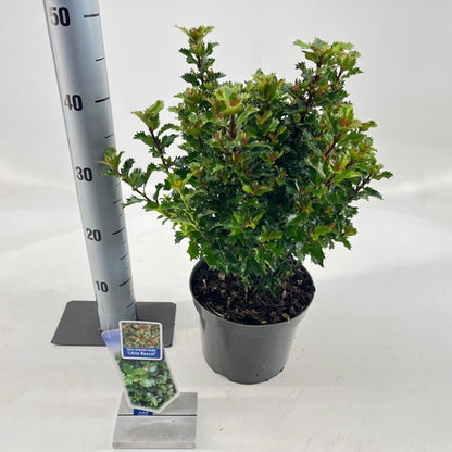 Hulst (Ilex meserveae 'Little Rascal') - Groenblijvende struiken