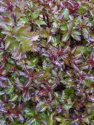 Houx (Ilex meserveae 'Little Rascal')