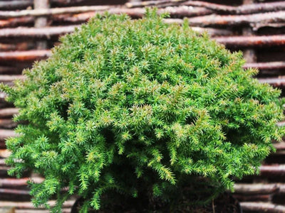 Cèdre du Japon (Cryptomeria j. 'Compressa')