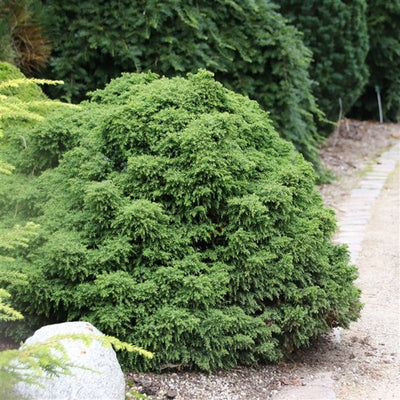 Cèdre du Japon (Cryptomeria j. 'Yokohama')