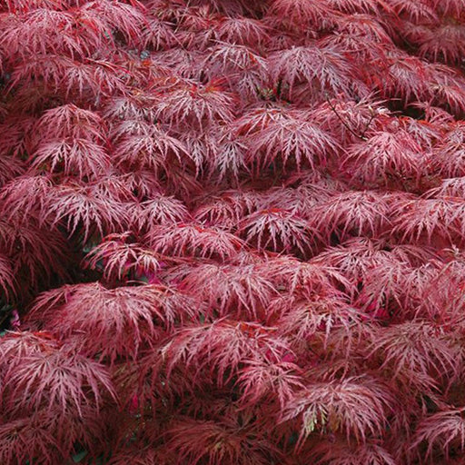 Japanse Esdoorn (Acer palmatum Royal Garnet ) - Japanse Esdoorn