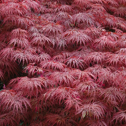 Japanse Esdoorn (Acer palmatum Royal Garnet ) - Japanse Esdoorn