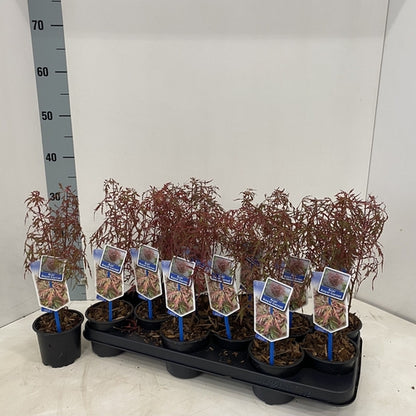 Japanse Esdoorn (Acer palmatum Royal Garnet) - Japanse Esdoorn