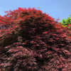 Érable du Japon (Acer palmatum Royal Garnet)