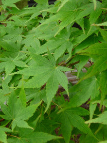 Érable du Japon (Acer palmatum 'Aoyagi')