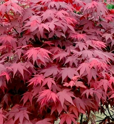 Érable du Japon (Acer palmatum 'Atropurpureum')