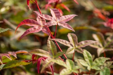 Érable du Japon (Acer palmatum 'Bi-Hoo')