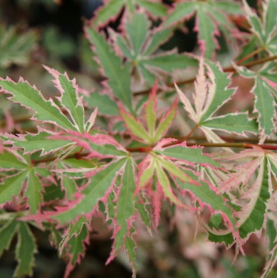Érable du Japon (Acer palmatum 'Butterfly')