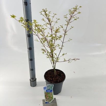 Japanse Esdoorn (Acer palmatum 'Butterfly') - Japanse Esdoorn