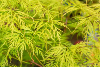 Érable du Japon (Acer palmatum 'Emerald Lace')