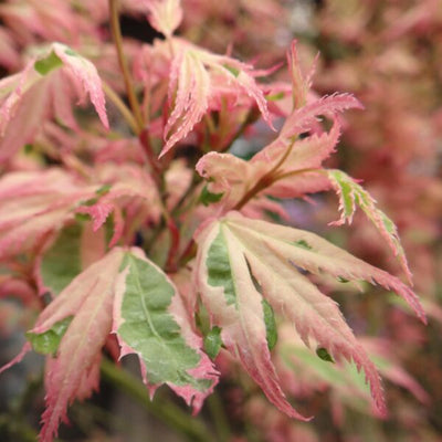 Érable du Japon (Acer palmatum 'Iyoshi')