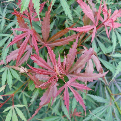 Érable du Japon (Acer palmatum 'Jerre Schwartz')