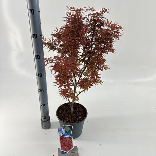 Japanse Esdoorn (Acer palmatum 'Jerre Schwartz') - Japanse Esdoorn