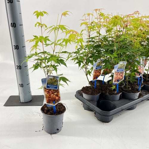 Japanse Esdoorn (Acer palmatum 'Katsura') - Japanse Esdoorn