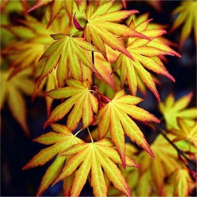 Érable du Japon (Acer palmatum 'Katsura')