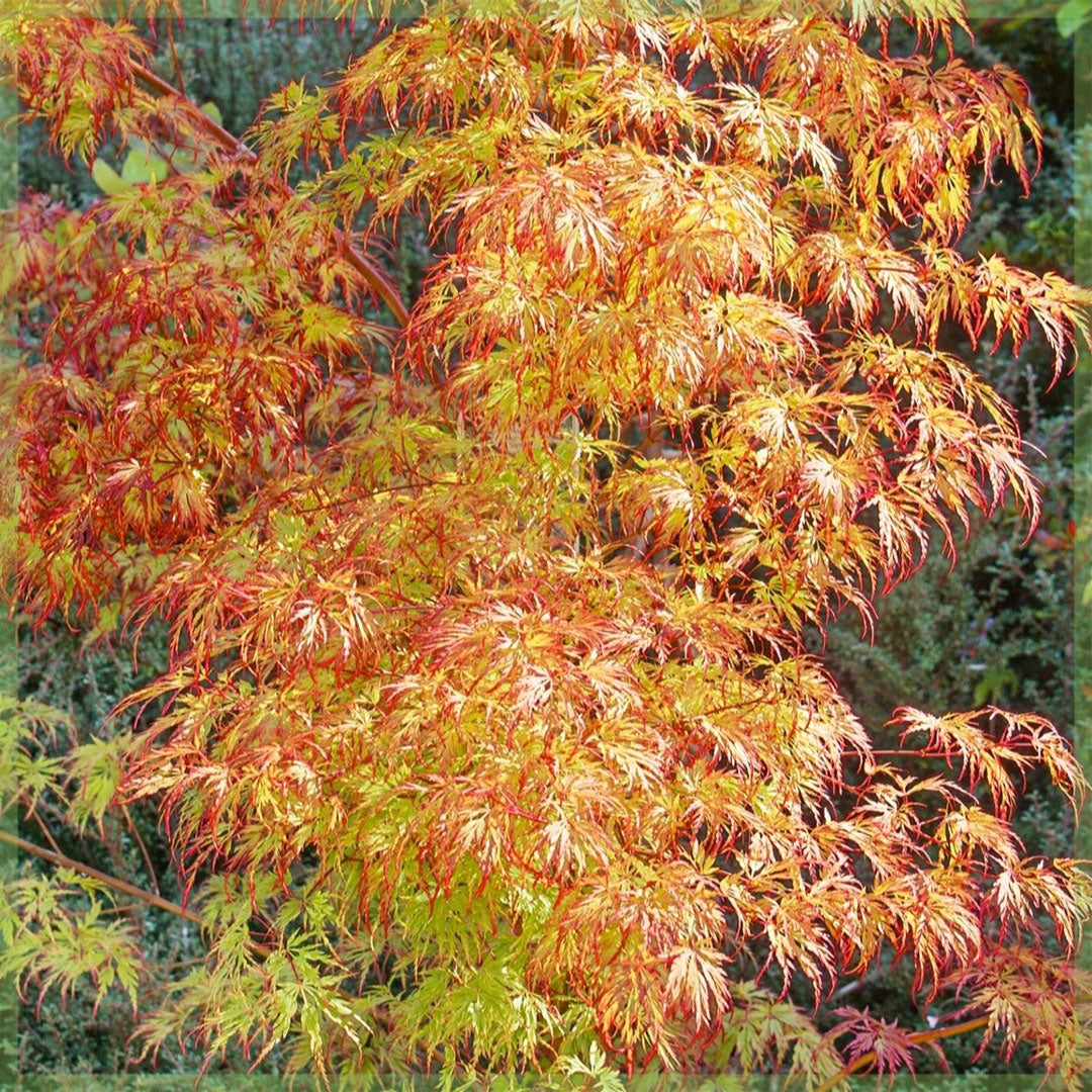 Japanse Esdoorn (Acer palmatum 'Orange Dream') - Japanse Esdoorn